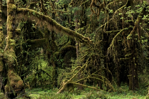 8-nature-photography-forest-photography-hoh-rainforest-olympic-peninsula